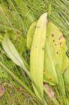 Green fringed orchid